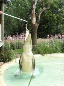 ...täglich nur noch ein Huhn bekommt!