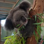 und erst die Koalas...