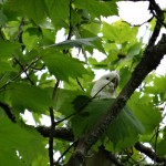 Die frechen Kakadus von Leura machen einen ohrenbetäubenden Lärm und fliegen pausenlos kreischend zwischen den Bäumen hin und her.