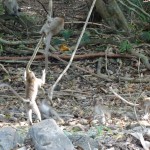Bei unserer Kajakfahrt auf dem Sok River sehen wir wieder allerlei Getier...