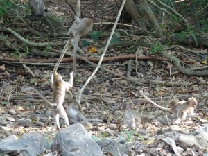 Bei unserer Kajakfahrt auf dem Sok River sehen wir wieder allerlei Getier...
