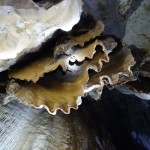 Stalakmiten und Stalaktiten...