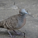 Auch nur 'ne Luftratte, aber deutlich hübscher als die europäische Variante