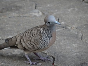Auch nur 'ne Luftratte, aber deutlich hübscher als die europäische Variante
